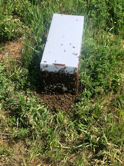 5-Frame Nucleus Colony